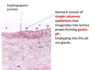 Esophagogastric
junction
Stomach consist of
simple columnar
epithelium that
invaginates into lamina
propia forming gastric
pit .
Emptyping into this pit
are glands .
 