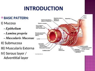Mucosal Pattern Comprehensive Histology and Physiology of the Gastrointestinal Tract | PPT