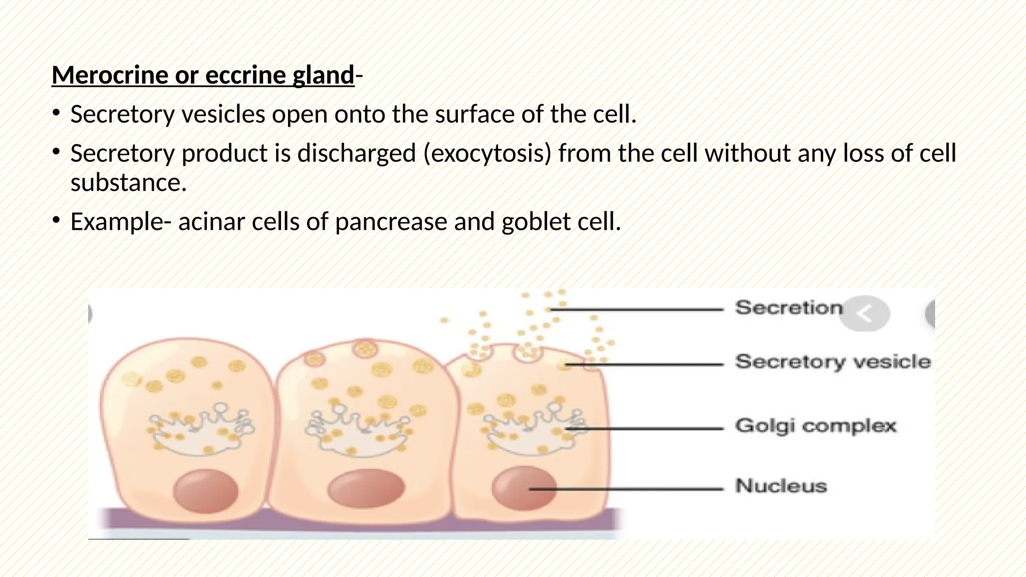 histologyofglands-19111604193u70000.pptx
