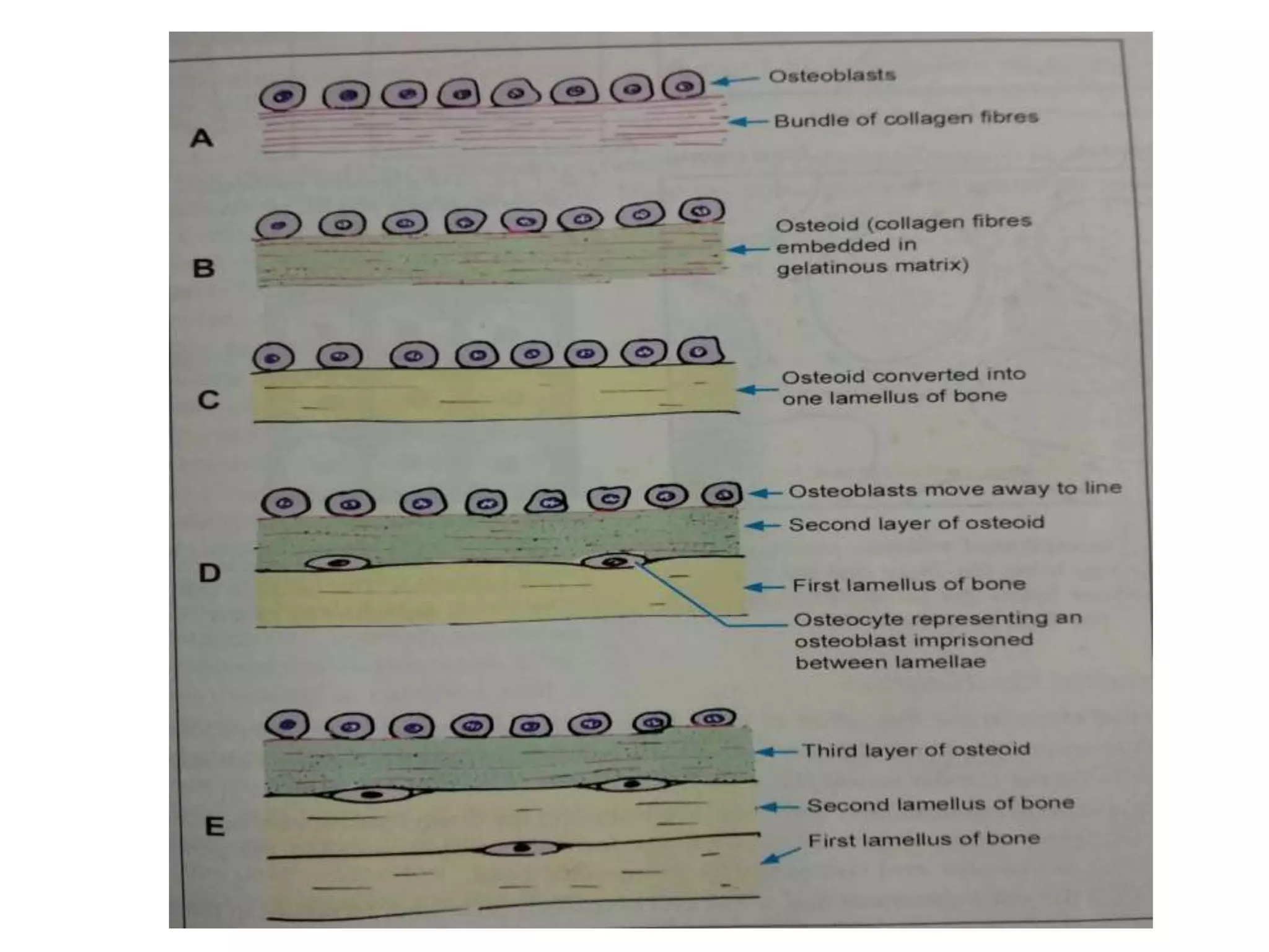 Histology of growth plate (2)n | PPT