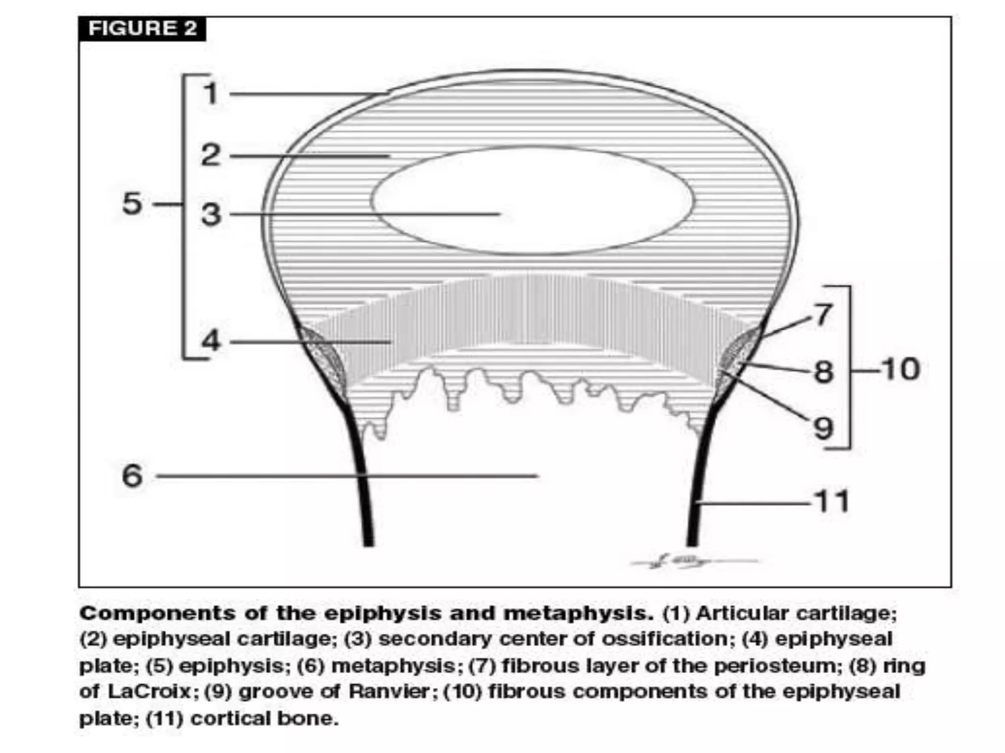 Growth Plate Chart.pdf Histology of growth plate (2)n | PPT