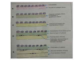 Growth Plate Chart.pdf Histology of growth plate (2)n | PPTX