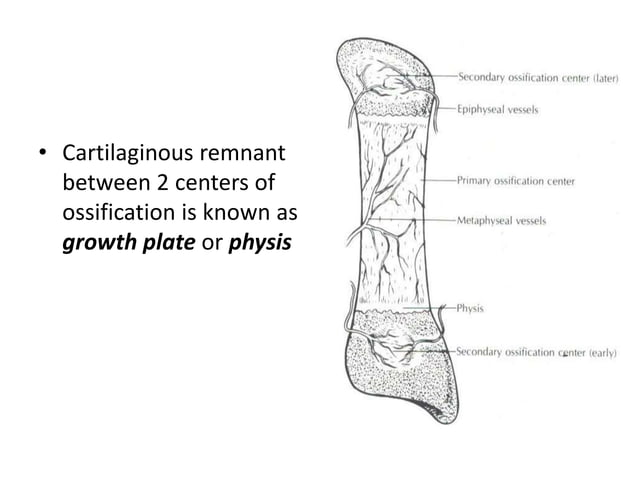 Physes Histology of growth plate (2)n | PPT
