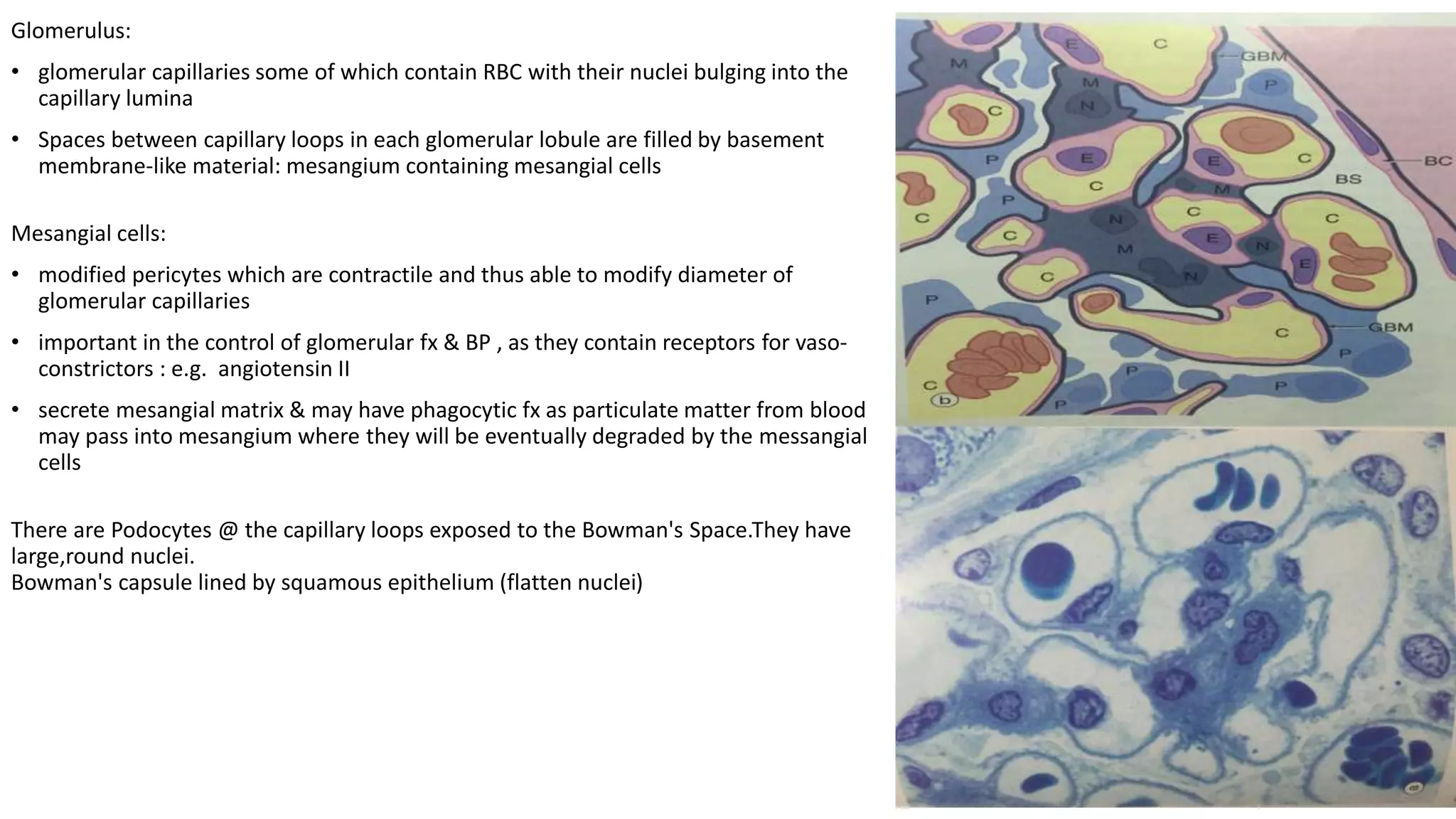 Protruding Rbcs Histology of Kidney | PPTX