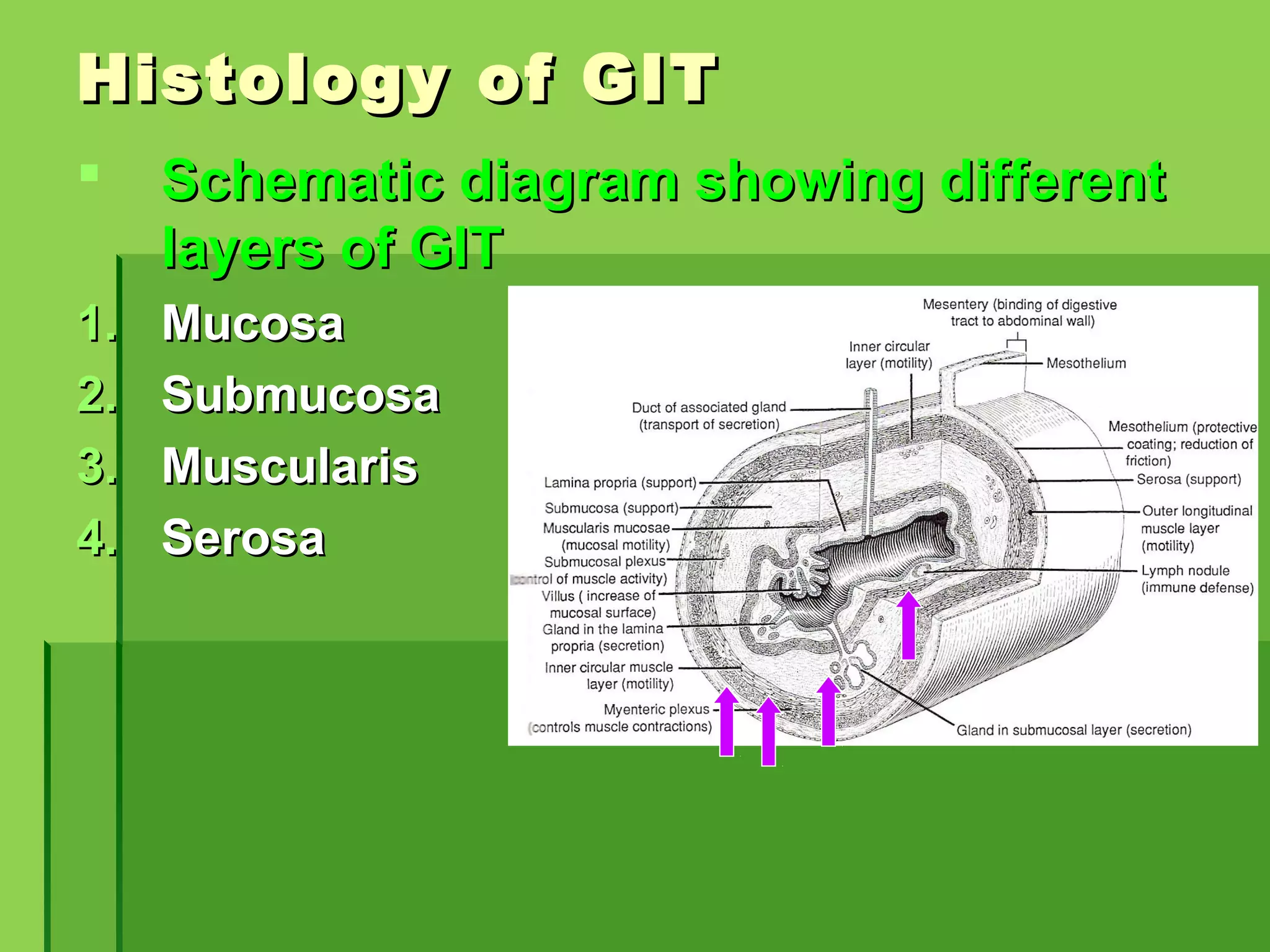 Large Intestine Diagram Histology