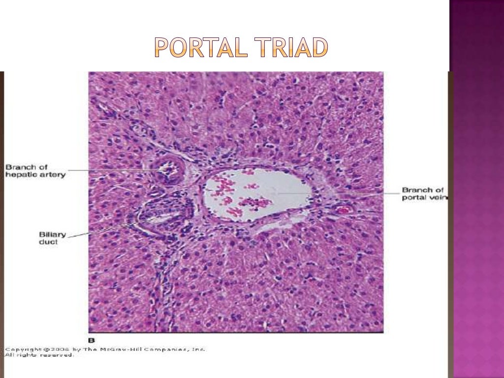 Histology of liver by aravindh dpi