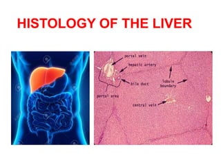 HISTOLOGY OF THE LIVER
 