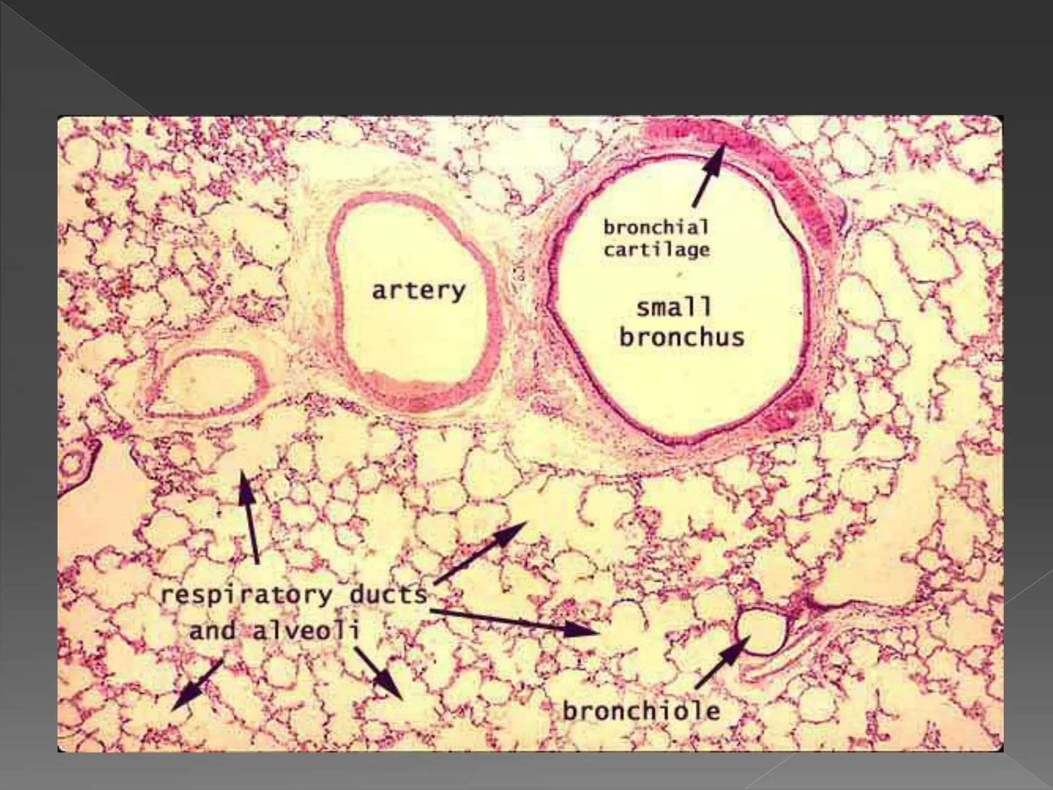 Histology of Lung | PPTX