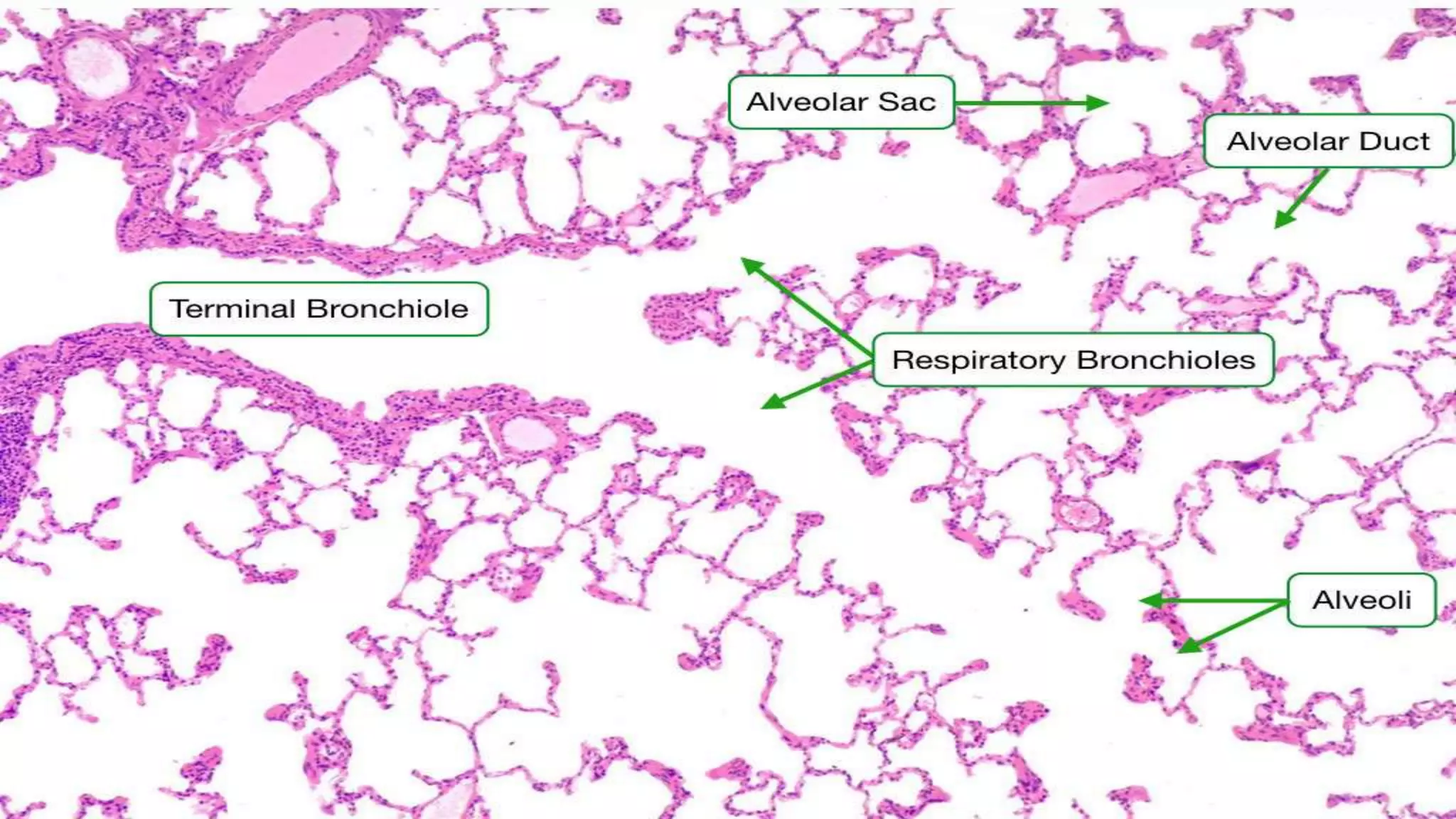 Histology Of Lungs PPTX Histology Of Lungs PPTX