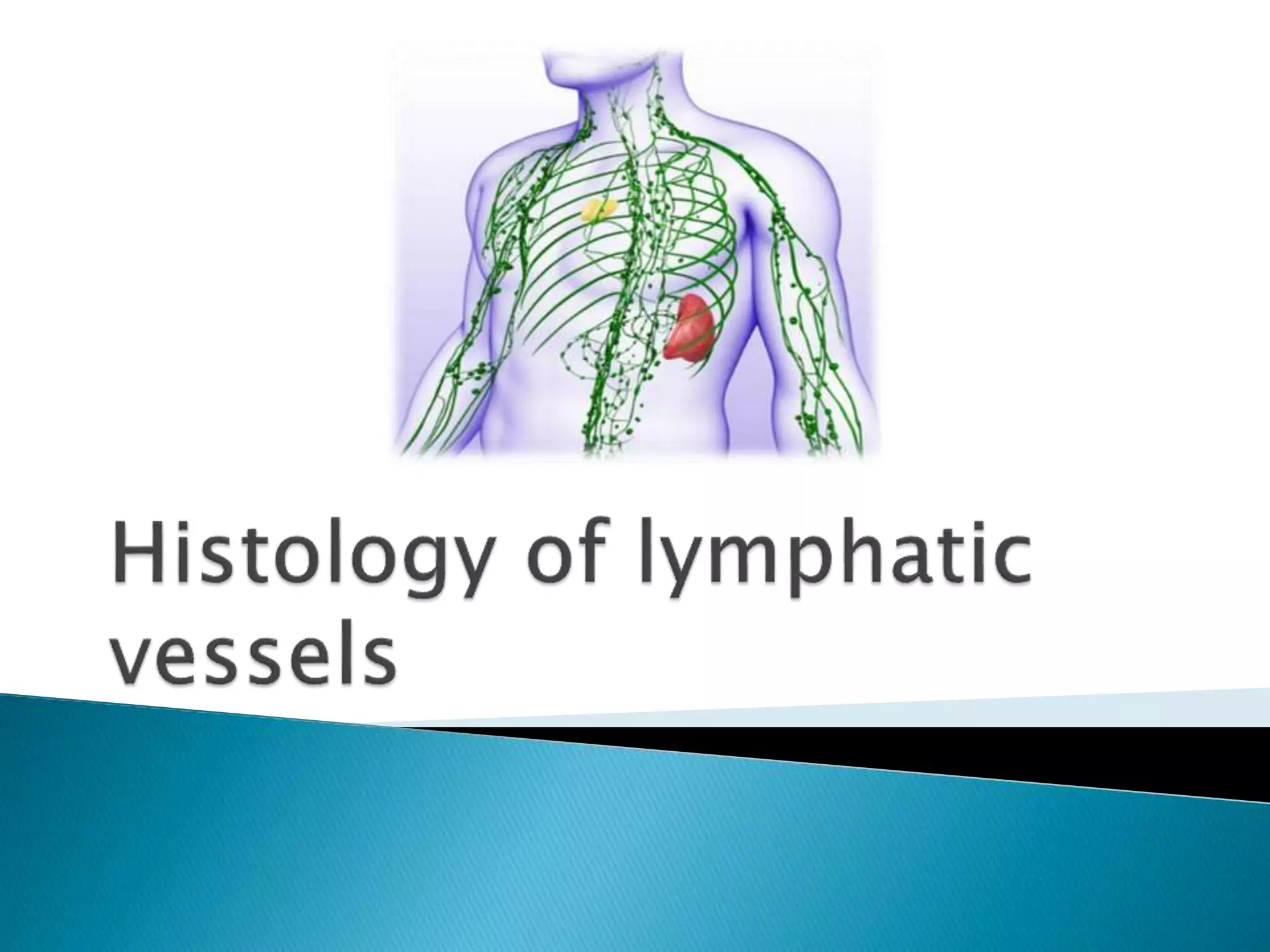 The Lymphatic Capillaries Are Quizlet - 0ae2w9c