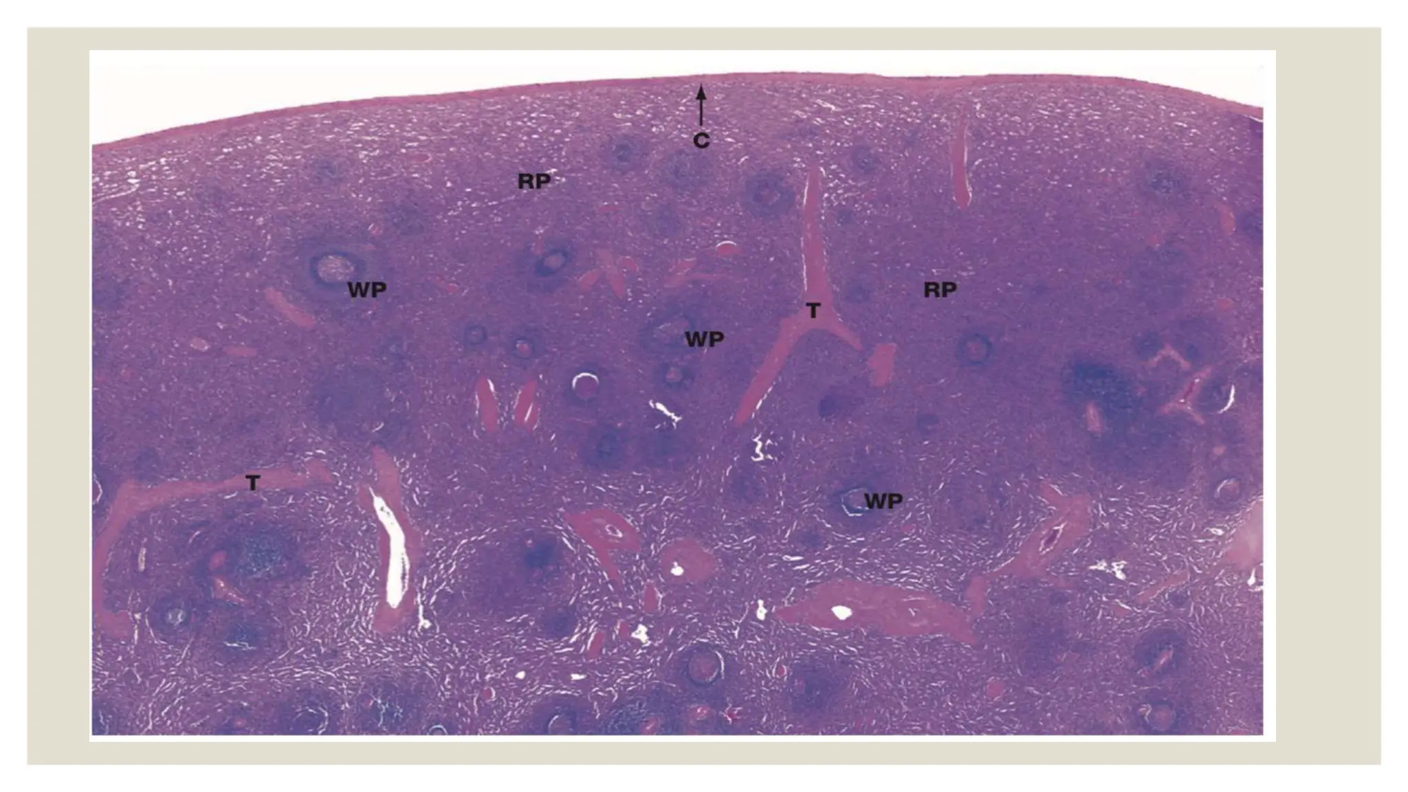 Histology of lymph node(lymph node histology) | PPTX