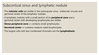 Subcortical sinus and lymphatic nodule
◦ The reticular cells are visible in the subscapular sinus , trabecular sinuses and
germinal center of the lymphatic nodules.
◦ A lymphatic nodules with a small section of its peripheral zone and a
germinal center with developing lymphocytes are visible.
◦ Dense peripheral zone — contains small lymphocytes.
◦ Germinal center — contains medium sized lymphocytes.
◦ The largest cells with less condensed chromatin are the lymphoblasts.
 