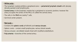 ◦ White pulp:-
◦ The lymphatic nodule exhibits a peripheral zone — periarterial lymphatic sheath with densely
densely packed small lymphocytes.
◦ Central artery in the lymphatic nodule has a peripheral or eccentric position, however the
artery occupies the center of the PALS, it’s called the central artery.
◦ The cells in the PALS are mainly T cells.
◦ Germinal center present.
◦ Red pulp :-
◦ Contains the splenic cords (of billroth) and venous sinuses .
◦ Splenic cords – contain small lymphocytes, various blood vessels.
◦ Venous sinuses– are dilated vessels lined with modified endothelium.
◦ Pulp arteries – branches of the central artery.
 