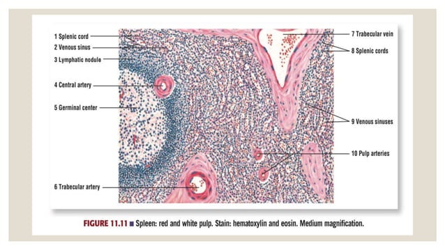Histology of lymph node(lymph node histology) | PPTX