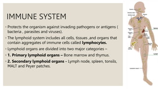 IMMUNE SYSTEM
◦ Protects the organism against invading pathogens or antigens (
bacteria , parasites and viruses).
◦ The lymphoid system includes all cells, tissues ,and organs that
contain aggregates of immune cells called lymphocytes.
◦ Lymphoid organs are divided into two major categories –
◦ 1. Primary lymphoid organs – Bone marrow and thymus.
◦ 2. Secondary lymphoid organs - Lymph node, spleen, tonsils,
MALT and Peyer patches.
 