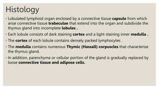 Histology
◦ Lobulated lymphoid organ enclosed by a connective tissue capsule from which
arise connective tissue trabeculae that extend into the organ and subdivide the
thymus gland into incomplete lobules .
◦ Each lobule consists of dark staining cortex and a light staining inner medulla .
◦ The cortex of each lobule contains densely packed lymphocytes .
◦ The medulla contains numerous Thymic (Hassall) corpuscles that characterise
the thymus gland.
◦ In addition, parenchyma or cellular portion of the gland is gradually replaced by
loose connective tissue and adipose cells.
 