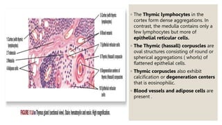 ◦ The Thymic lymphocytes in the
cortex form dense aggregations. In
contrast, the medulla contains only a
few lymphocytes but more of
epithelial reticular cells.
◦ The Thymic (hassall) corpuscles are
oval structures consisting of round or
spherical aggregations ( whorls) of
flattened epithelial cells.
◦ Thymic corpuscles also exhibit
calcification or degeneration centers
that is eosinophilic.
◦ Blood vessels and adipose cells are
present .
 