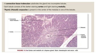 ◦ A connective tissue trabeculae subdivides the gland into incomplete lobules.
◦ Each lobule consists of the darker staining cortex and light staining medulla.
◦ Thymic (Hassall) corpuscles is present in the center of the medulla in one of the lobules.
 