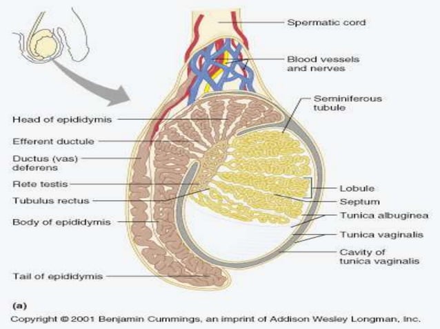 Histology of Testis by Dr Mohammad Manzoor Mashwani | PPTX ...