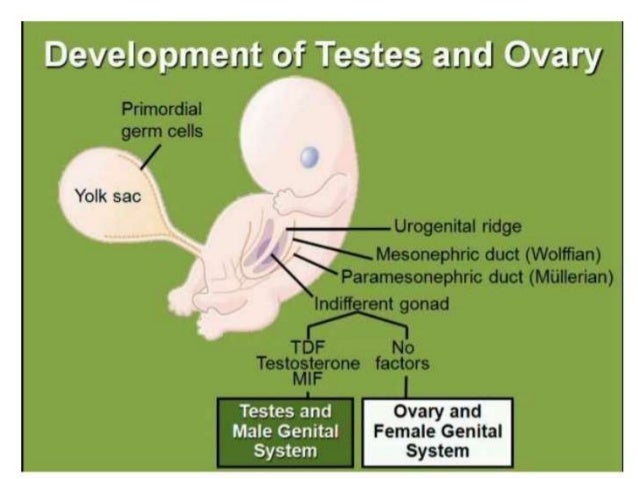 histology of testis by dr mohammad manzoor mashwani average size of testis