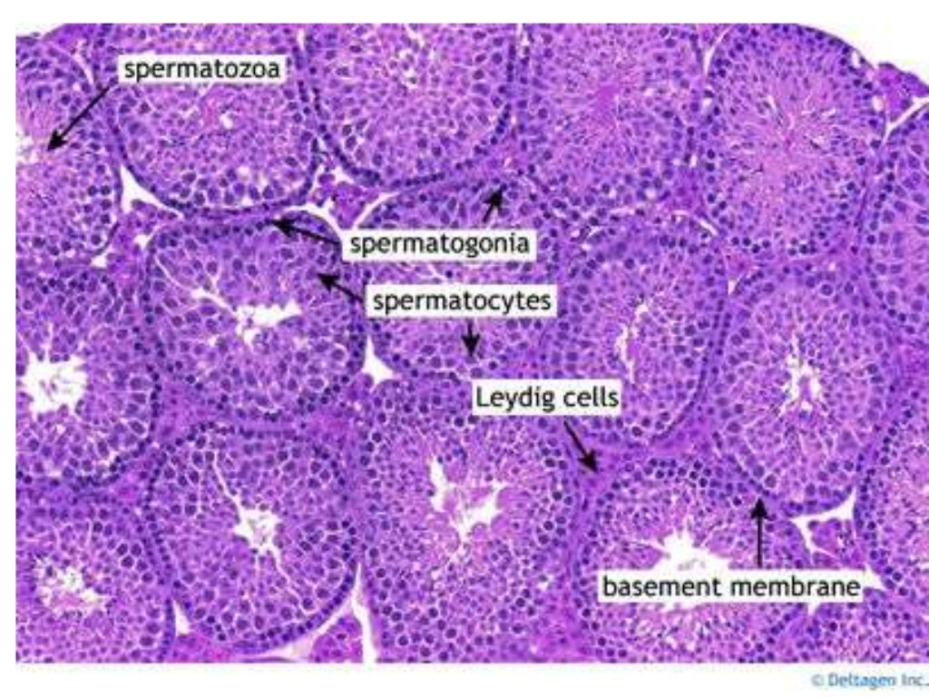 Testes Histology Slides Labeled Testes Histology Slides Labeled