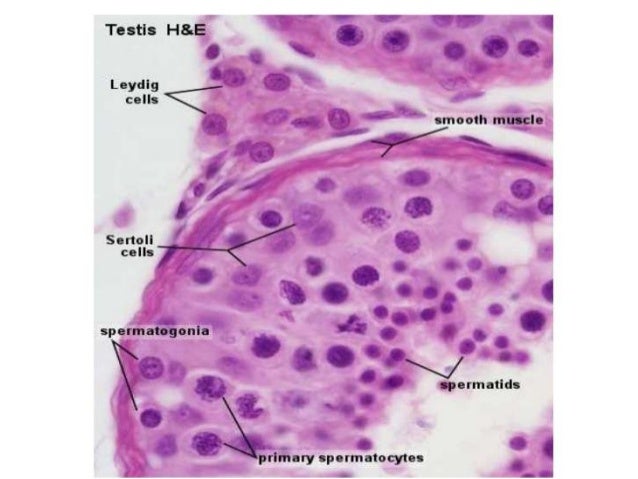 Testes Histology Slides Labeled Testes Histology Slides Labeled