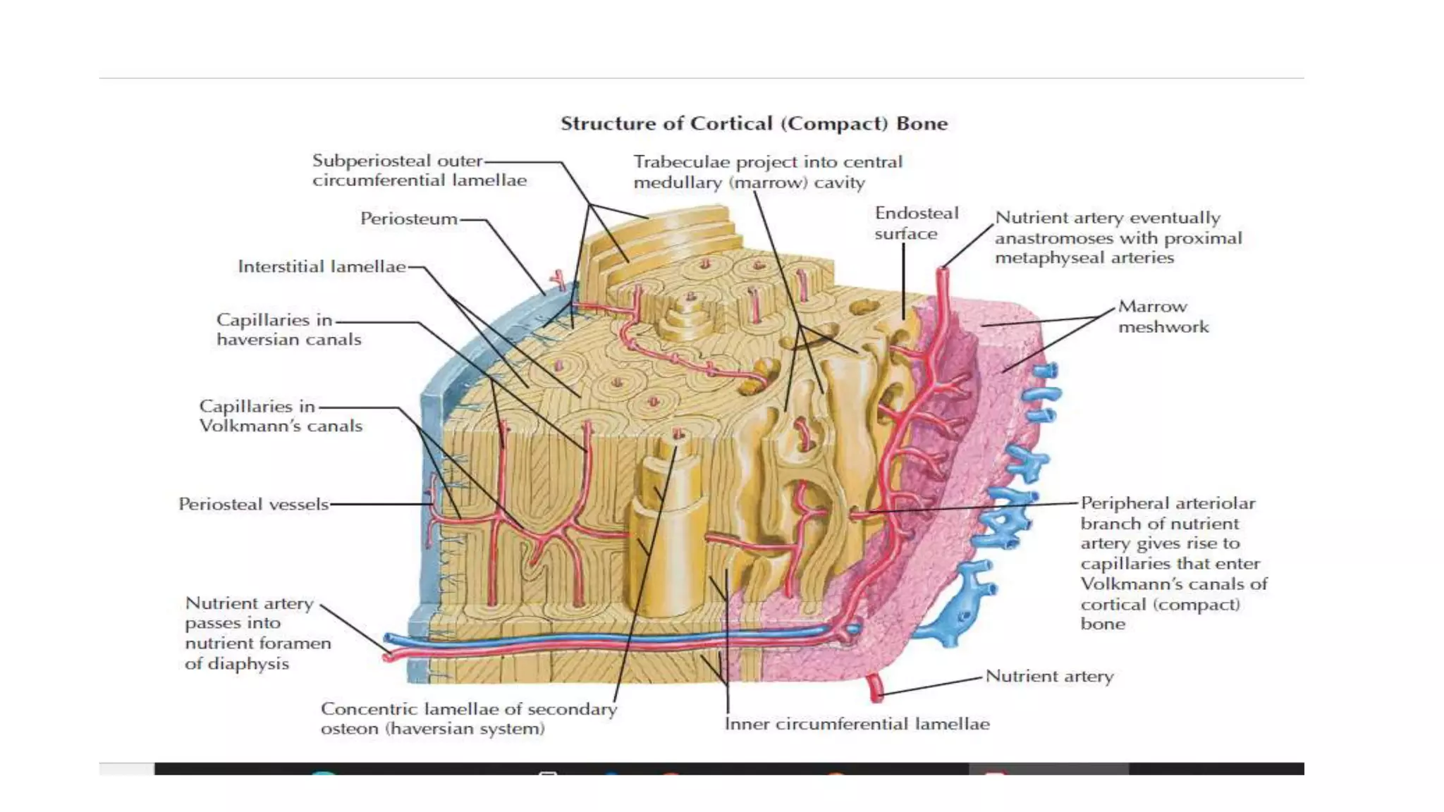 Histology of musculoskeletal system | PPTX