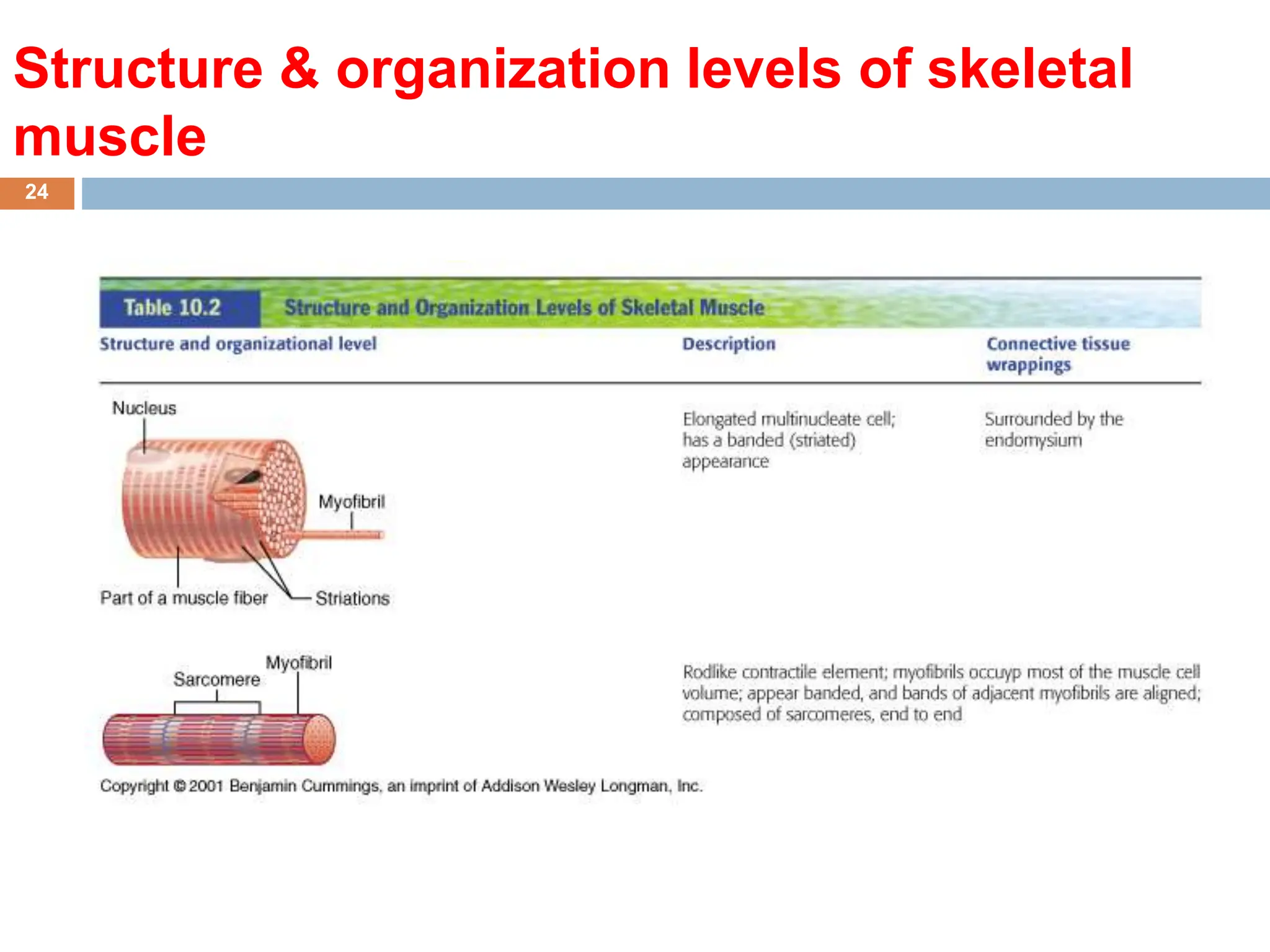 Histology of Muscles of the human body - Copy [A].pptx