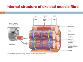 Histology of Muscles of the human body - Copy [A].pptx