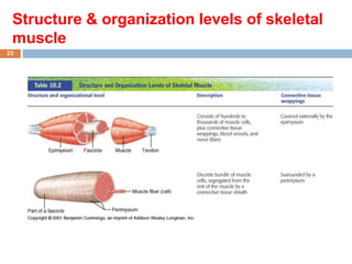 Histology of Muscles of the human body - Copy [A].pptx