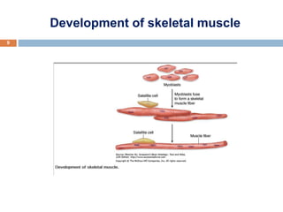 Histology of Muscles of the human body - Copy [A].pptx