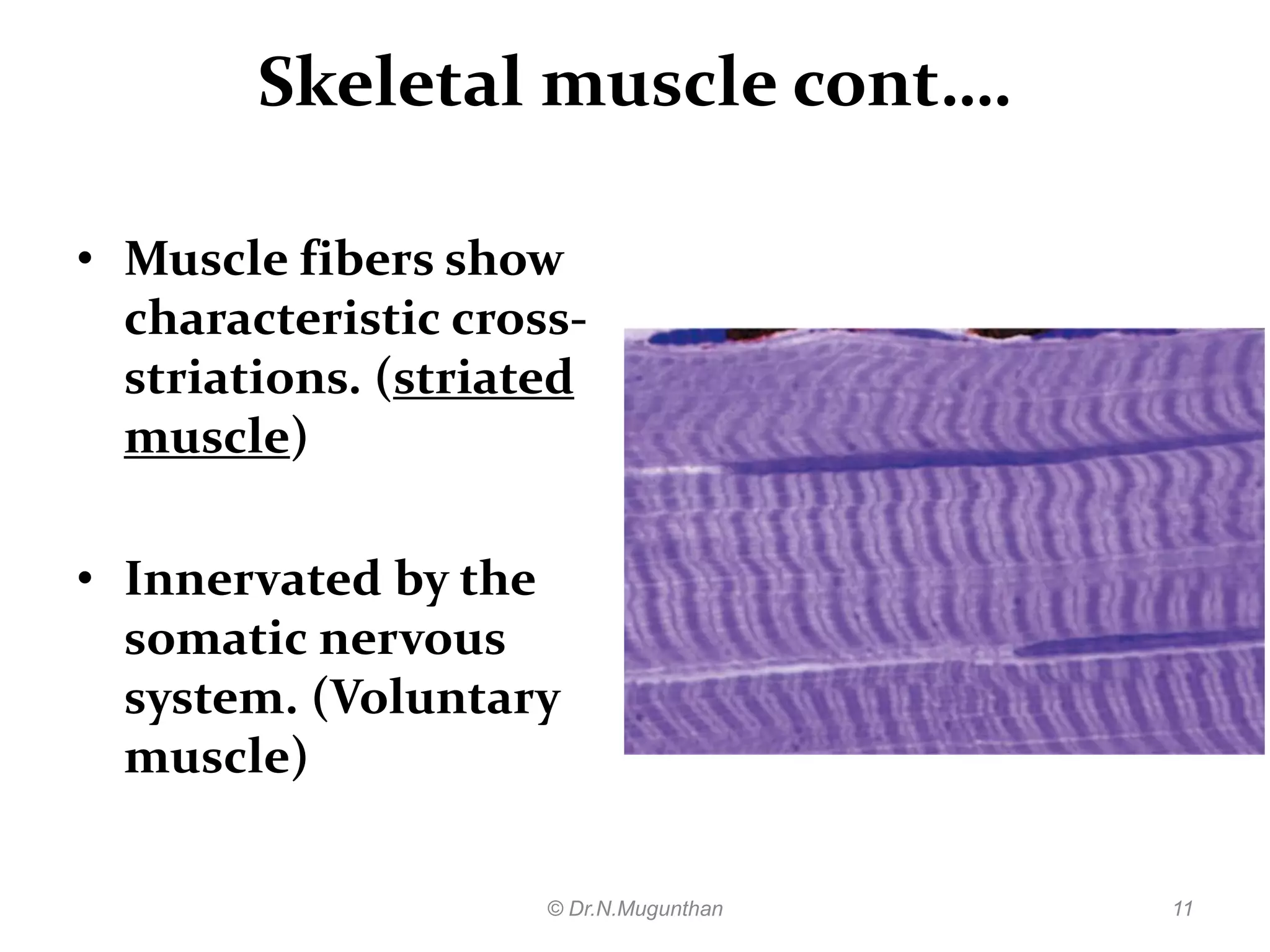 Histology of muscle pdf lecture notes by Dr.N.Mugunthan | PDF
