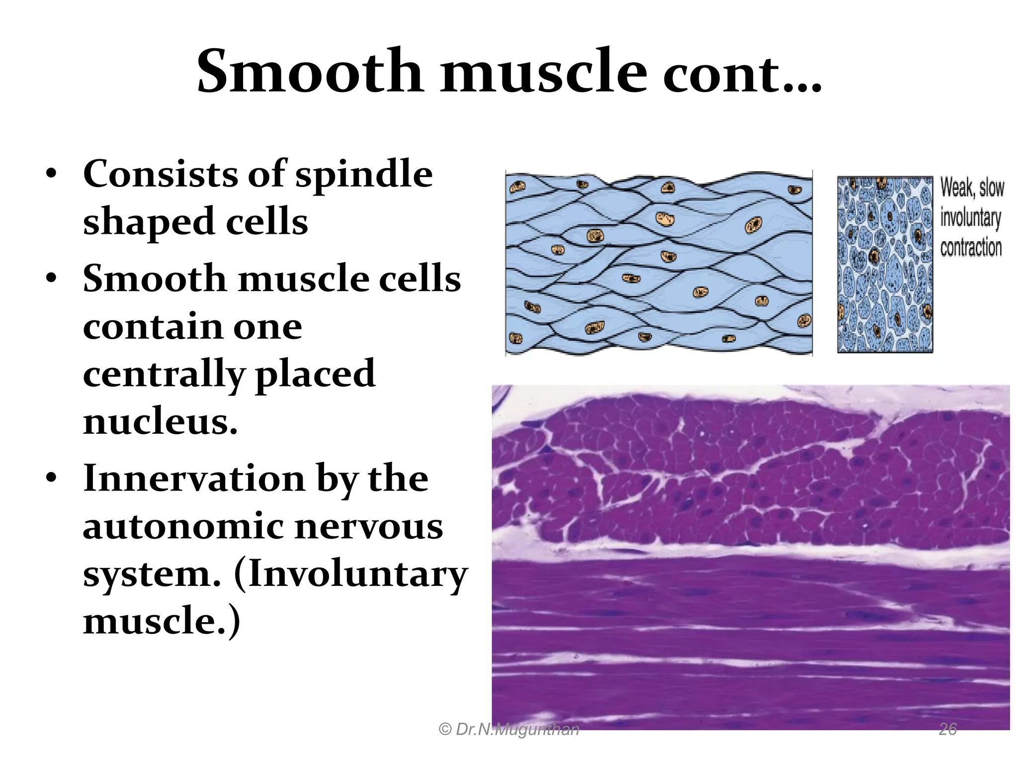 Histology of muscle pdf lecture notes by Dr.N.Mugunthan | PDF