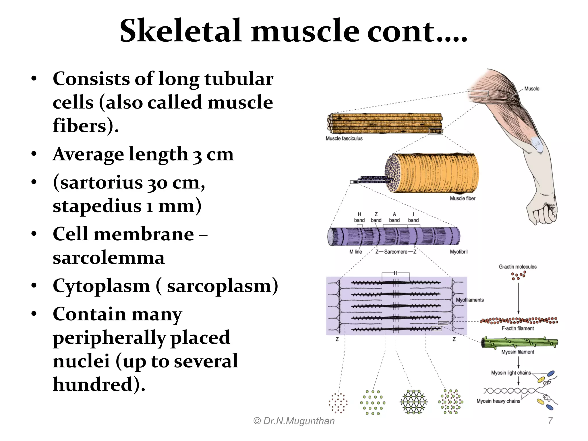 Histology of muscle pdf lecture notes by Dr.N.Mugunthan | PDF