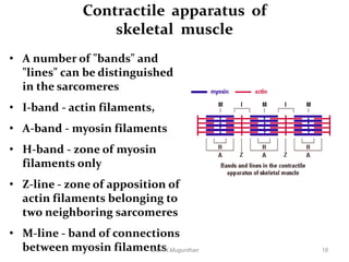 Histology of muscle pdf lecture notes by Dr.N.Mugunthan | PDF