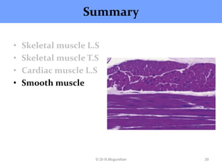 Mascular Tissues Notes.pdf Histology of muscle pdf lecture notes by Dr.N.Mugunthan | PDF