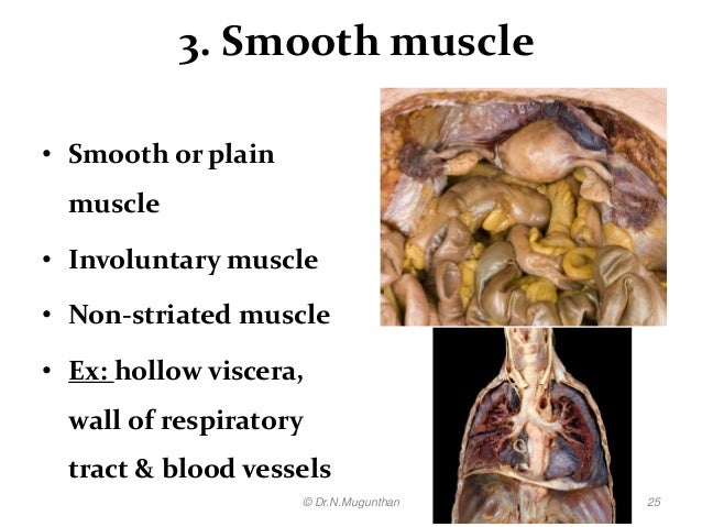 Histology of muscle pdf lecture notes by Dr.N.Mugunthan