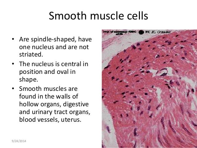 Histology of muscle, cartilage and bone