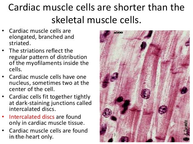 Histology of muscle, cartilage and bone