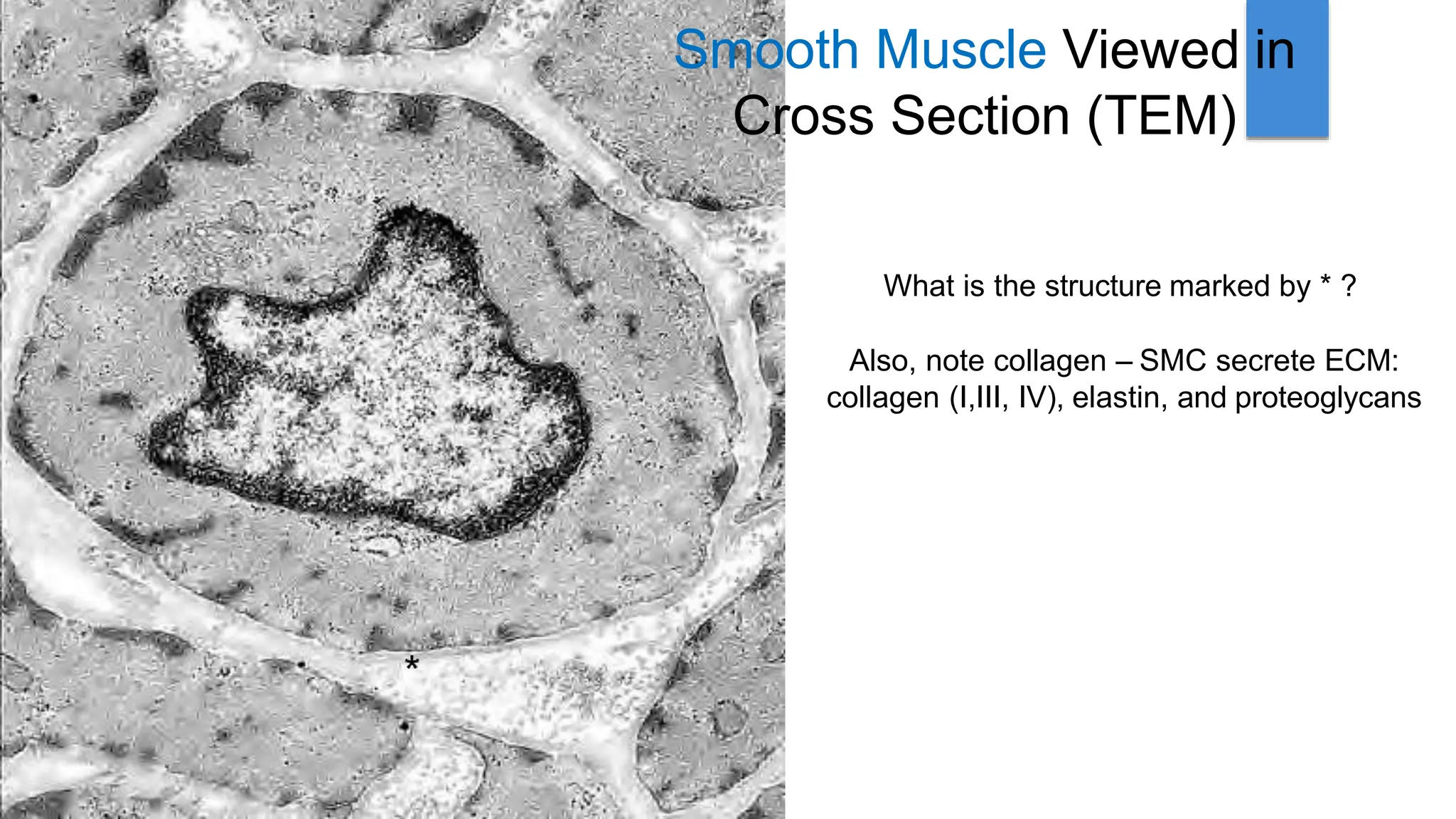 Histology of Muscles by Dr. Rabia I. Gandapore.pptx