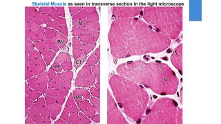 Histology of Muscles by Dr. Rabia I. Gandapore.pptx