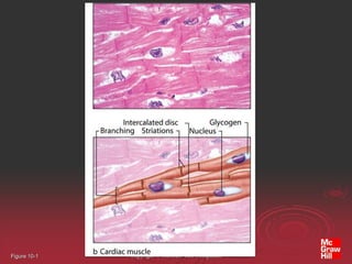 Histology of Muscle types histology o.ppt