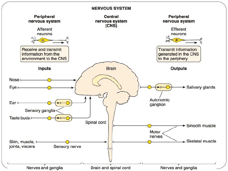 Histology Of Nerve System