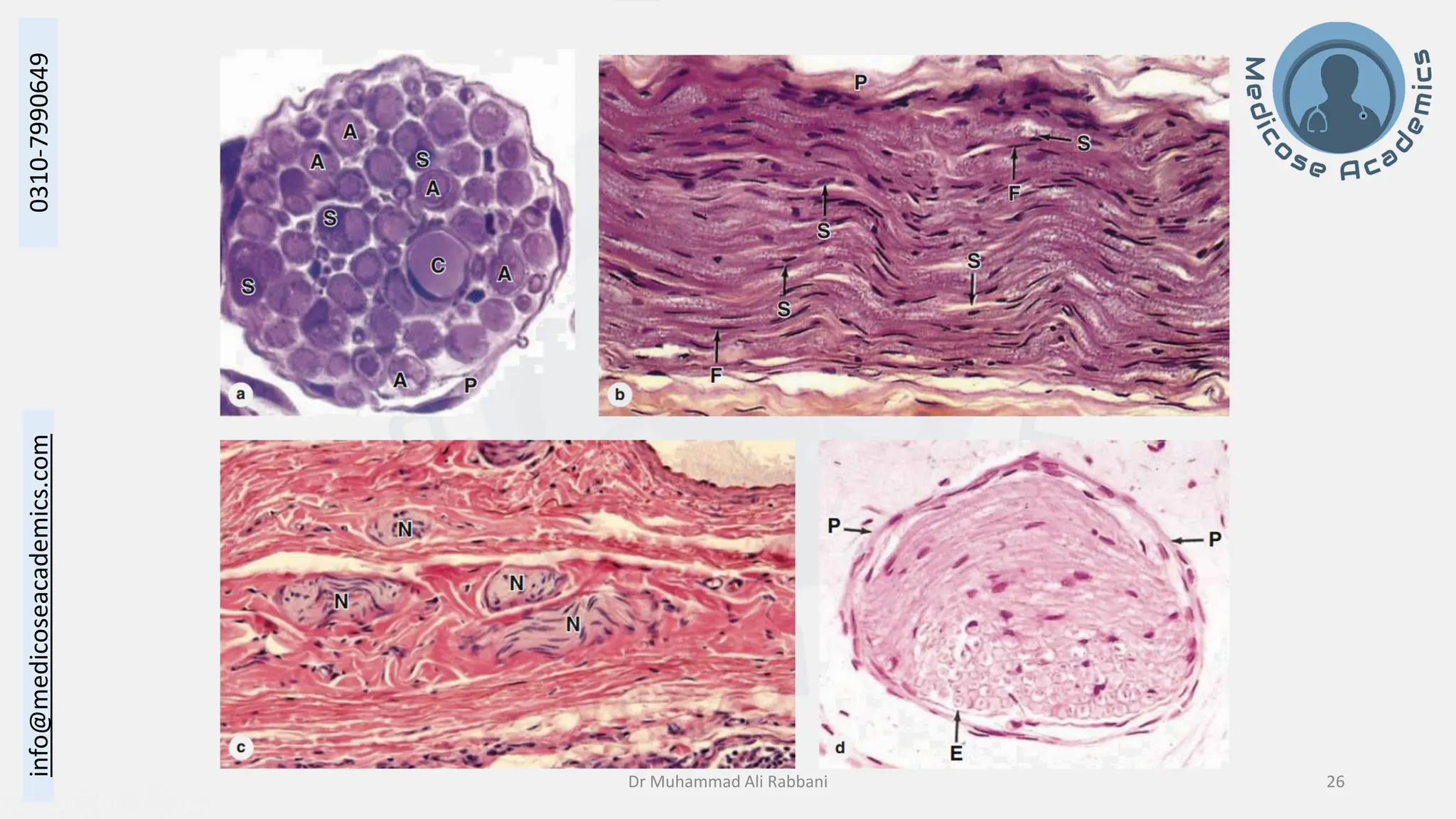 Histology of Nervous System II - Peripheral Nervous System.pdf