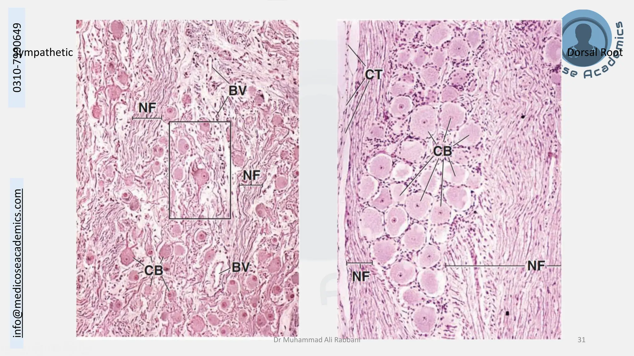 Histology of Nervous System II - Peripheral Nervous System.pdf