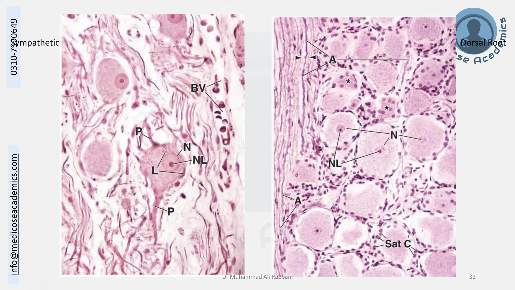 Histology of Nervous System II - Peripheral Nervous System.pdf