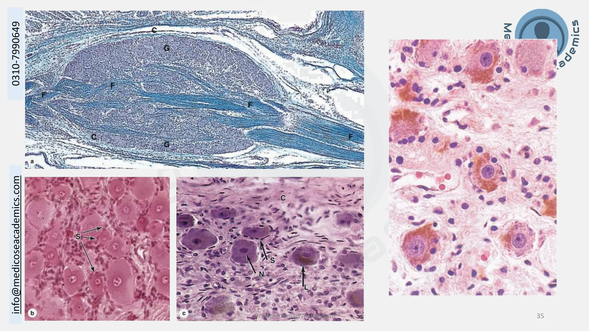 Histology of Nervous System II - Peripheral Nervous System.pdf
