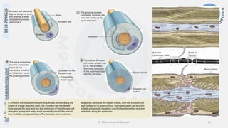 Histology of Nervous System II - Peripheral Nervous System.pdf