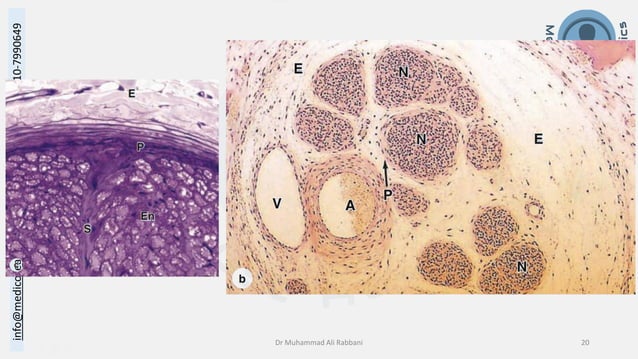 Histology of Nervous System II - Peripheral Nervous System.pdf | Brain ...