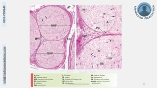 Histology of Nervous System II - Peripheral Nervous System.pdf